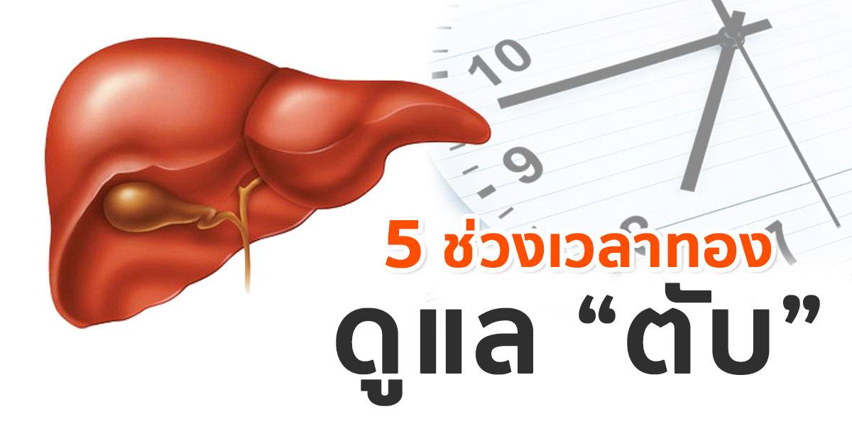 มาดูแลสุขภาพตับ ให้ถูกต้องตามช่วงเวลา